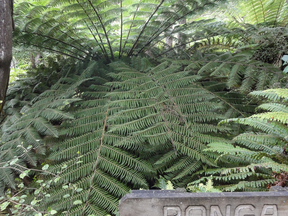 DSC00534